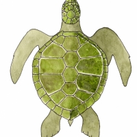 aquarelle-tortue-kemp