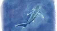 aquarelle-requin-aileron-bl