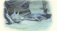 aquarelle-requin-nurse