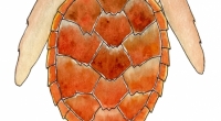 aquarelle-tortue-imbrique