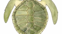aquarelle-tortue-olivatre