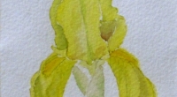 iris-jaune.1997