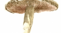aquarelle-champignon-x1
