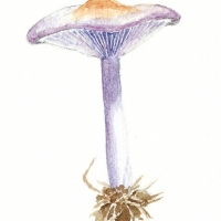 aquarelle-mycene-pur