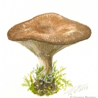 aquarelle-paxille-involute