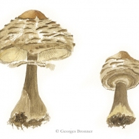 aquarelle-petites-coulemelles
