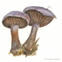 aquarelle-pieds-bleus