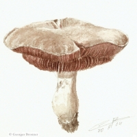 aquarelle-rose-des-pres
