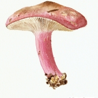 aquarelle-russule-1