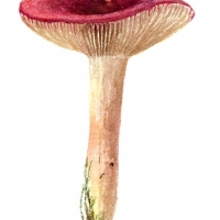 aquarelle-russule-2