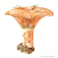 aquarelle-sanguin