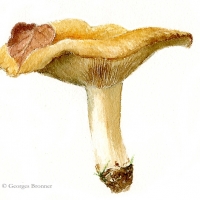 aquarelle-tricholome-du-bouleau