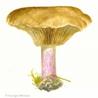 aquarelle-tricholome-sinistre