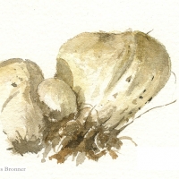 aquarelle-vesse-de-loup