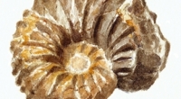 Aquarelle-Acanthoceras